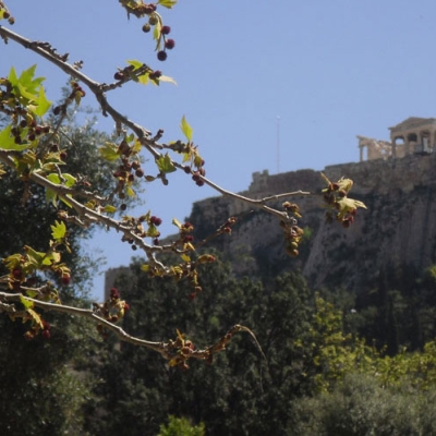 Botany and related Greek myths - 2 hrs